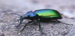   (Calosoma sycophanta )