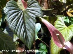 Anthurium formosum