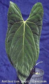 Anthurium papililaminum