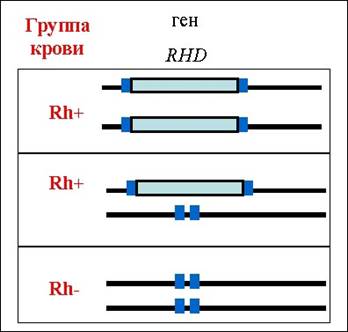  RHD,      