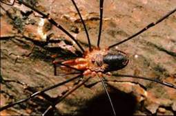 Harvestman, Phalangium opilio