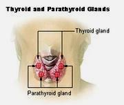  (thyroid)   (parathyroid) .