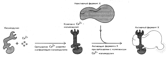 . 12.   Ca2+- 