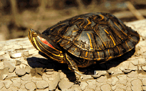  ,  ,  (Trachemys scripta scripta), , 