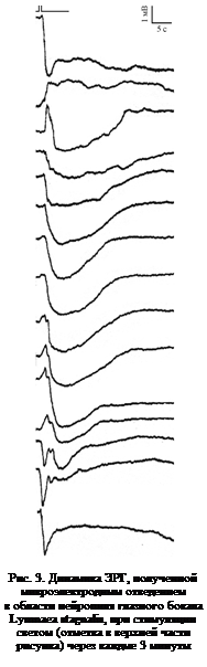 ϳ: 

. 3.  , 
 
    
Lymnaea stagnalis,  
 (   
)   3 

