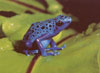 Dendrobates azureus