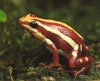 Epipedobates tricolor