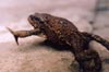 Bufo bufo caucasica