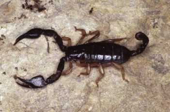  Euscorpius italicus