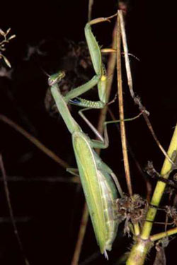  Mantis religiosa