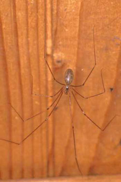 Daddy-longleg, Pholcus phalangoides